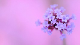 Desktop image. Flowers. ID:91336