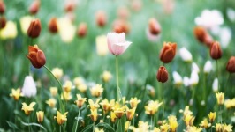 Desktop image. Flowers. ID:91355