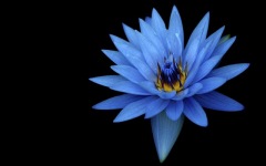 Desktop image. Flowers. ID:91397