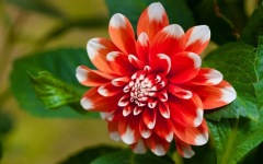 Desktop image. Flowers. ID:91456