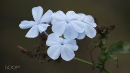 Desktop image. Flowers. ID:91524