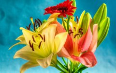 Desktop image. Flowers. ID:91985