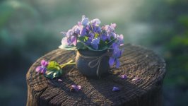 Desktop image. Flowers. ID:92046