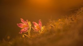 Desktop image. Flowers. ID:92056