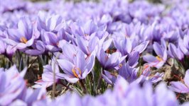 Desktop image. Flowers. ID:92193