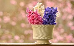 Desktop image. Flowers. ID:92218