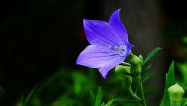 Desktop image. Flowers. ID:92334