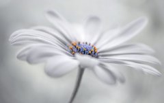 Desktop image. Flowers. ID:92335