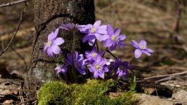 Desktop image. Flowers. ID:92445