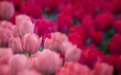 Desktop image. Flowers. ID:93118