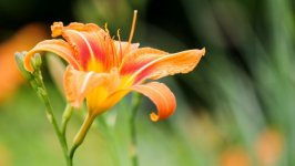 Desktop image. Flowers. ID:94111