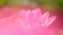 Desktop image. Flowers. ID:94669