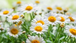 Desktop image. Flowers. ID:94684