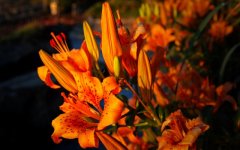 Desktop image. Flowers. ID:94718