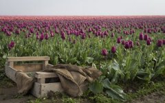 Desktop image. Flowers. ID:94811