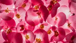 Desktop image. Flowers. ID:94955