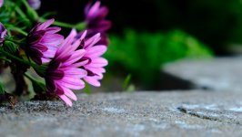 Desktop image. Flowers. ID:95471