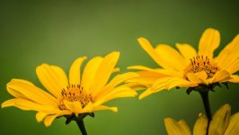 Desktop image. Flowers. ID:95477