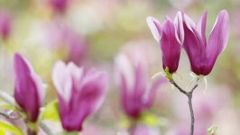 Desktop image. Flowers. ID:95743