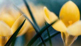 Desktop image. Flowers. ID:95885