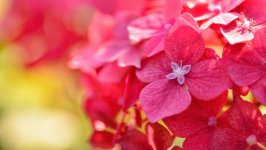 Desktop image. Flowers. ID:96066