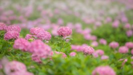 Desktop image. Flowers. ID:96654