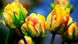 Desktop image. Flowers. ID:97009