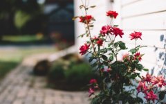 Desktop image. Flowers. ID:97703