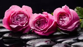 Desktop image. Flowers. ID:97730