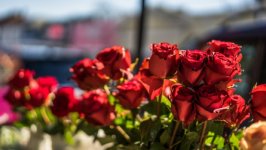 Desktop image. Flowers. ID:97737