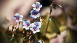 Desktop image. Flowers. ID:97990