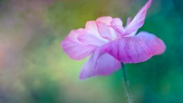 Desktop image. Flowers. ID:98017