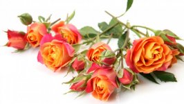 Desktop image. Flowers. ID:98327