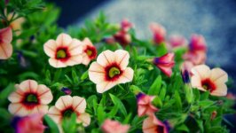 Desktop image. Flowers. ID:98375