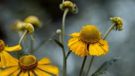 Desktop image. Flowers. ID:98403