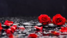 Desktop image. Flowers. ID:98513