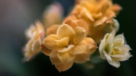 Desktop image. Flowers. ID:98803