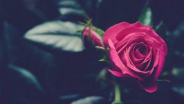 Desktop image. Flowers. ID:98888