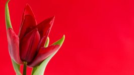 Desktop image. Flowers. ID:98890