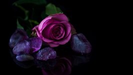 Desktop image. Flowers. ID:98957