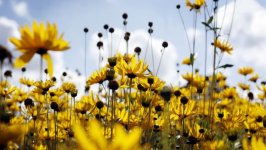 Desktop image. Flowers. ID:99155