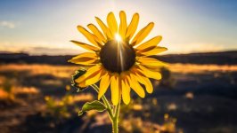 Desktop image. Flowers. ID:99258