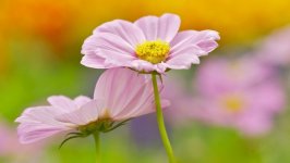 Desktop image. Flowers. ID:99352