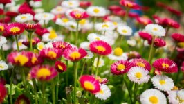 Desktop image. Flowers. ID:99391