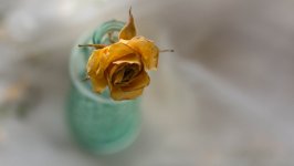 Desktop image. Flowers. ID:99601