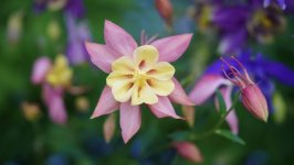 Desktop image. Flowers. ID:133011