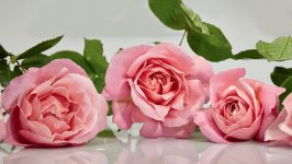 Desktop image. Flowers. ID:99864