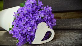 Desktop image. Flowers. ID:99910