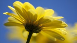 Desktop image. Flowers. ID:99955