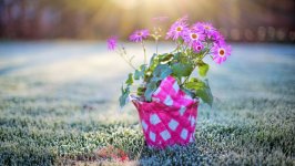 Desktop image. Flowers. ID:99966